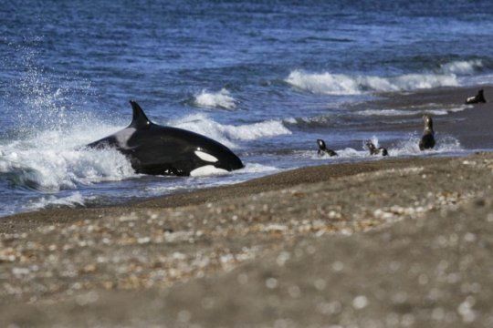 alertan por la cantidad de ballenas encalladas: no es comun que se de tan seguido