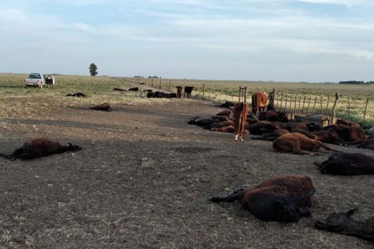 Por un descuido, se le murieron de sed 150 vacas en Puan ( foto El Orden de Conorel Pringles)