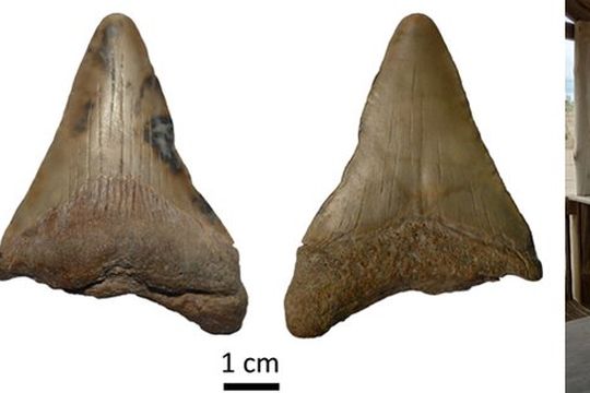 mar de ajo: hallaron un  diente de un tiburon prehistorico gigante en la costa