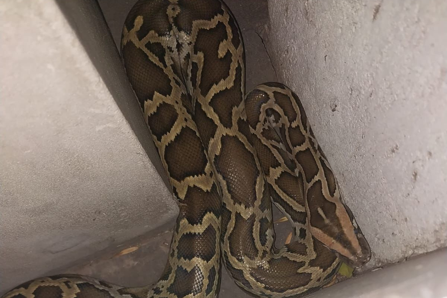 Increíble: una serpiente gigante apareció en una casa de La Plata
