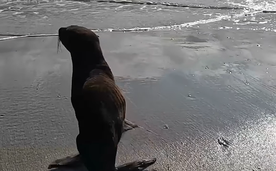 Tras sufrir "presi&oacute;n social", un lobo marino rescatado y rehabilitado fue devuelto al mar en las costas de San Clemente del Tuy&uacute;. Mir&aacute; el video del momento.