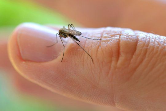contra todo pronostico: advierten que el vector del dengue encontro estrategias contra el frio de la provincia
