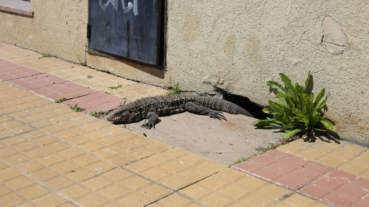 Lagartos en La Plata: qué hacer si ves uno en tu barrio | Infocielo