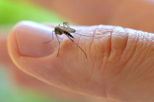 confirmaron 26 casos de dengue en la provincia de buenos aires y lanzan una campana de prevencion