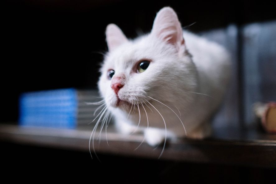 Se recomienda aplicar protector solar en gatos blancos a partir de noviembre