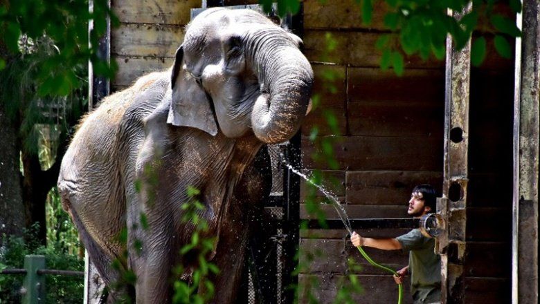 La Plata: confirmaron que la elefanta Pelusa está bien de salud y que será trasladada a Brasil