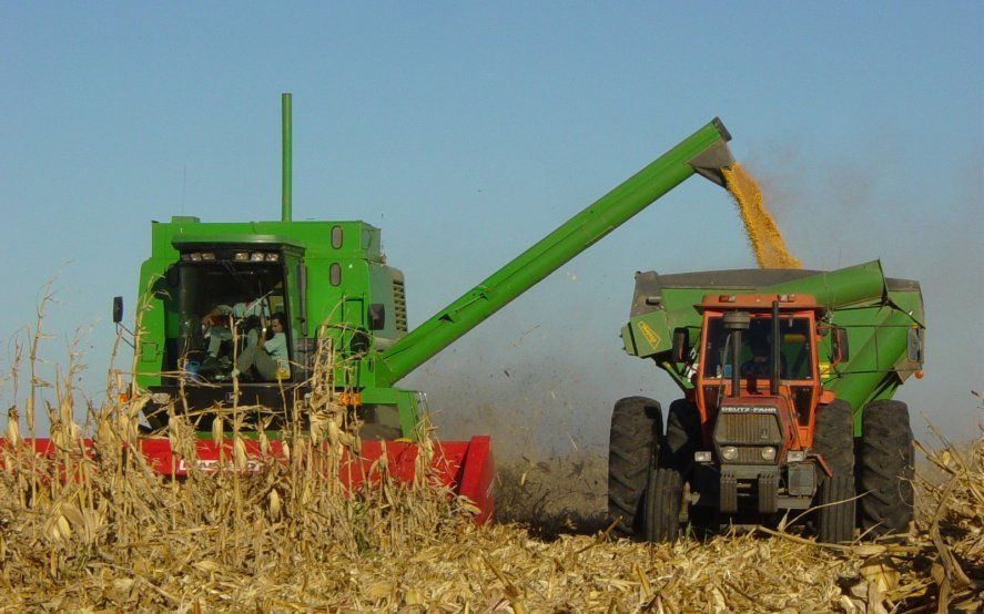 Se cosechó más del 44% de maíz en todo el país y en Buenos Aires el rinde es el esperado