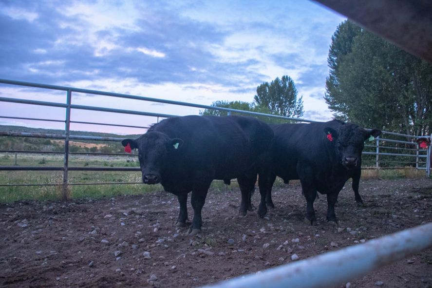 Argentina exportará toros a Chile por primera vez.