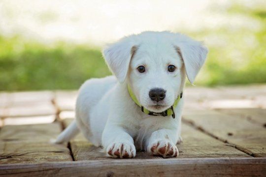 llega una nueva jornada de vacunacion y desparasitacion gratuita para mascotas a la plata