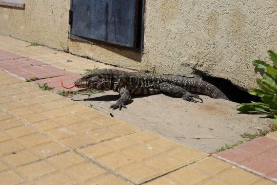 Varios lagartos han aparecido en distintos barrios de La Plata en las últimas semanas