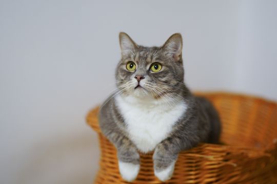 Día del Gato: Por qué celebramos el 8 de agosto el día de uno de los animales más queridos