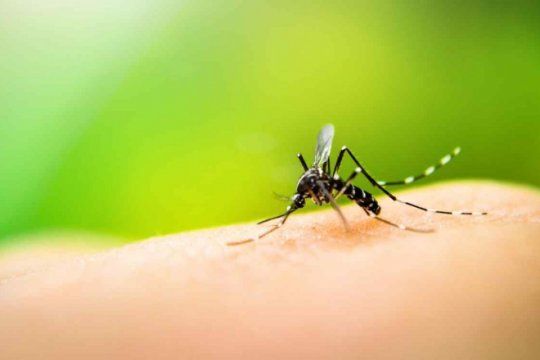 mito o realidad: ¿por que los mosquitos pican a algunas personas mas que a otras?