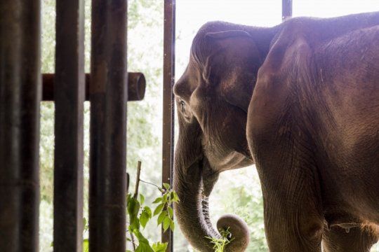 ?caravana?: mira el trailer de la pelicula sobre la vida de la elefanta pelusa antes de su viaje a brasil