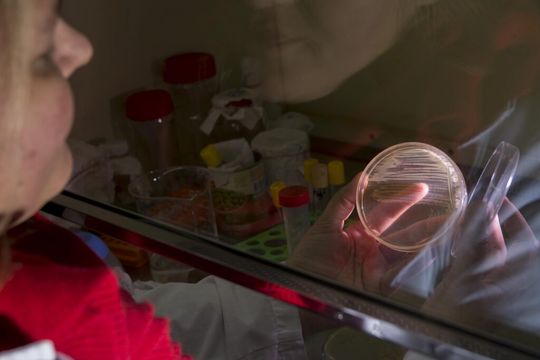 la universidad nacional de la plata analiza como combatir a bacterias resistentes a los antibioticos