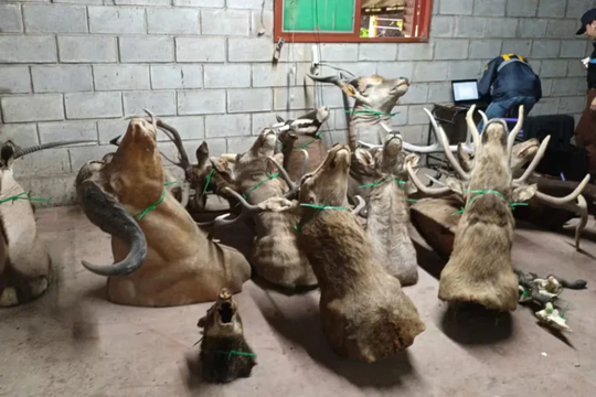 Secuestraron cráneos y cuerpos disecados de ciervos en Ezeiza