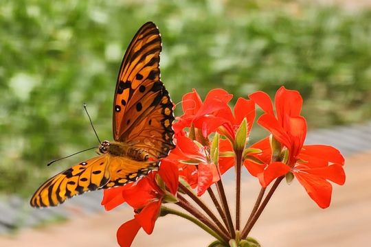 verano 2023: ¿que plantas atraen a las mariposas y como hacer que visiten tu patio?