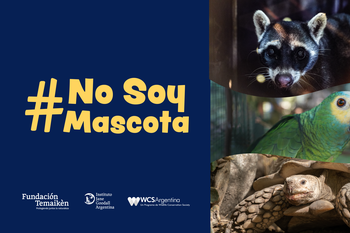 Temaikén lanza la campaña No soy mascota 2024 contra el tráfico ilegal