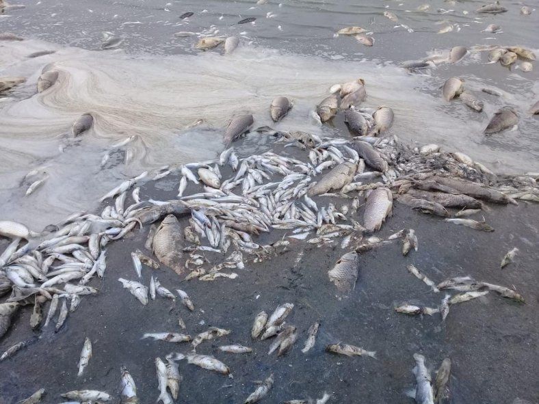 Según el Municipio, los peces murieron por falta de oxígeno