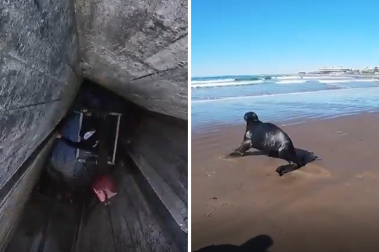 en mar del plata rescataron a un lobo marino atrapado en un tunel de una central electrica