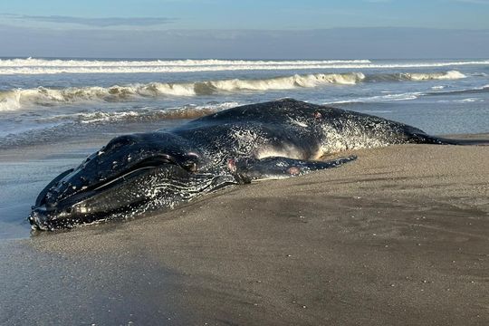 aparecio una ballena muerta en las costas de pinamar: analizan cambios en la situacion de los animales marinos