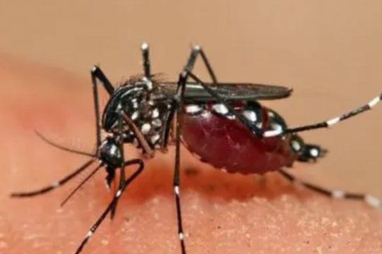 Prevención del dengue: en Berisso fumigaron y brindaron recomendaciones. 