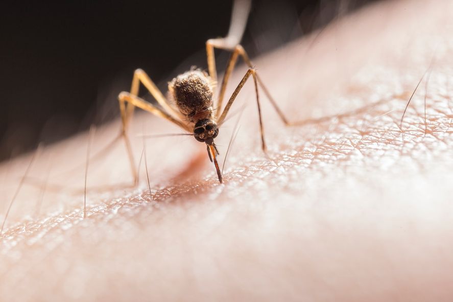 El mosquito hembra pica porque necesita proteína de la sangre para formar los huevos