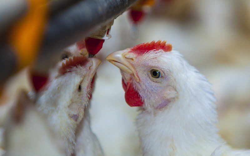 El PRO pide que Axel Kicillof intervenga por la gripe aviar