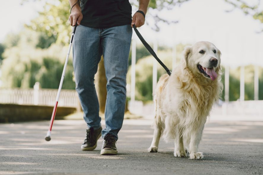 En el Día del Perro Guía, ¿cuál es su rol en la vida de las personas con discapacidad visual?