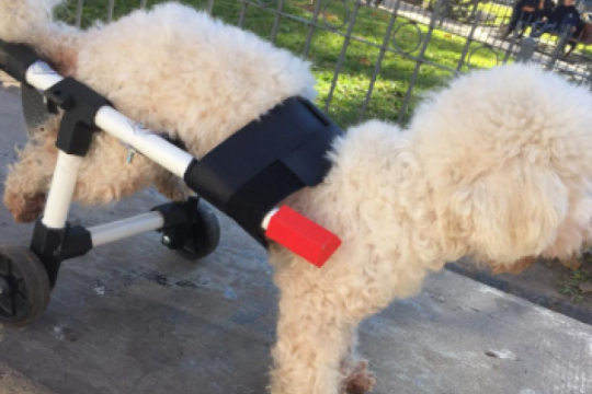 alejandro colli: el estudiante de ingenieria que fabrica y regala sillas de ruedas para perros