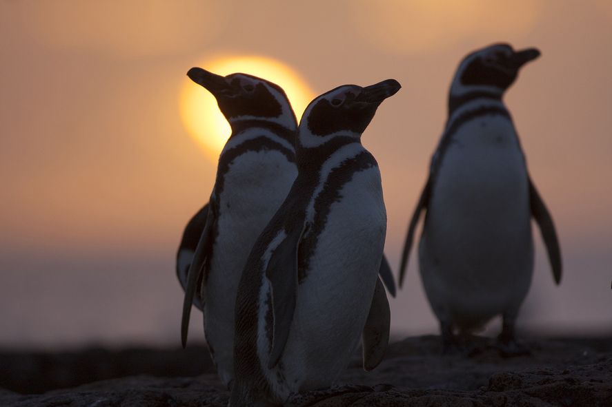 Particularidades sobre el pingüino: ¿las conocías?