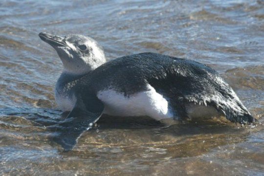monte hermoso: aparecio un pingüino a orillas del mar y revoluciono a los turistas