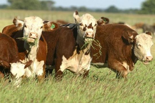 banco nacion lanzo creditos para el engorde de ganado