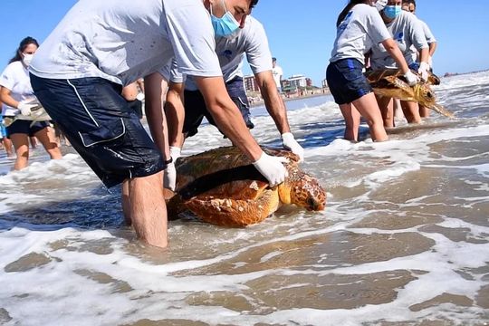 San Clemente del Tuyú: Seis tortugas marinas fueron devueltas al mar tras un mes de rehabilitación 