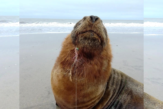 encontraron a un leon marino con una linea de pesca enredada en su boca: mira el rescate