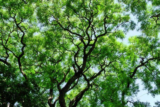 Convocan a plantar memoria este 24 de marzo con especies de árboles bonaerenses.