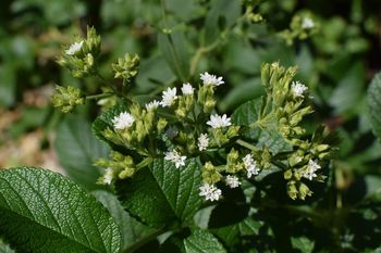 La Stevia es una planta de origen ancestral. 
