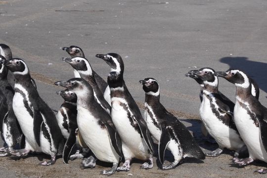 el emocionante video de 15 pingüinos que regresaron al mar en san clemente del tuyu