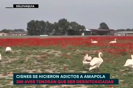invasion de cisnes drogados arruino cultivos de amapola en eslovaquia