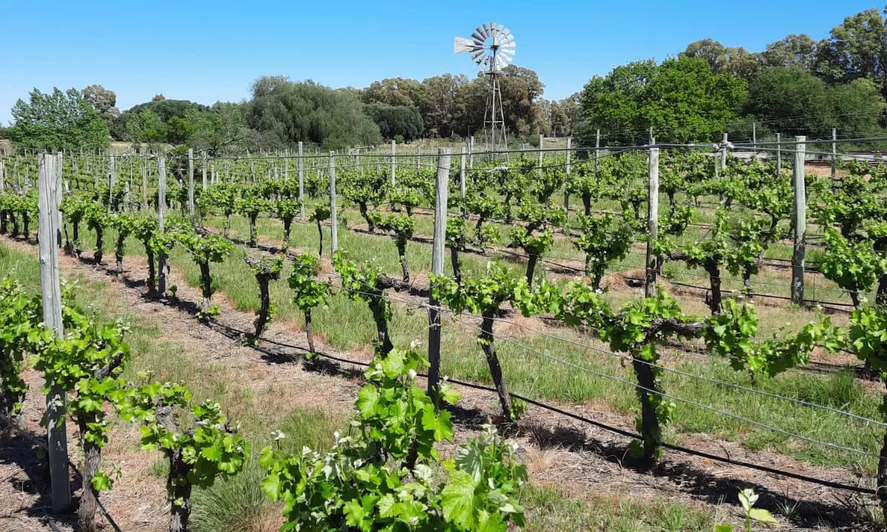 ¿Conocés AlEste? La bodega que volvió a producir vinos bonaerenses tras décadas de prohibición