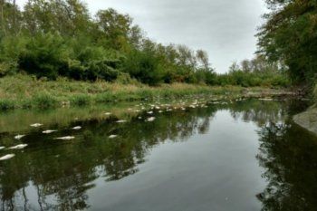 la contaminacion en el rio reconquista es increible, es tristisimo lo que pasa