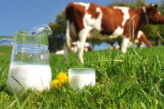 ¿leche de vaca si o no?: un especialista pone en duda sus beneficios y habla de ?demencia lactea?