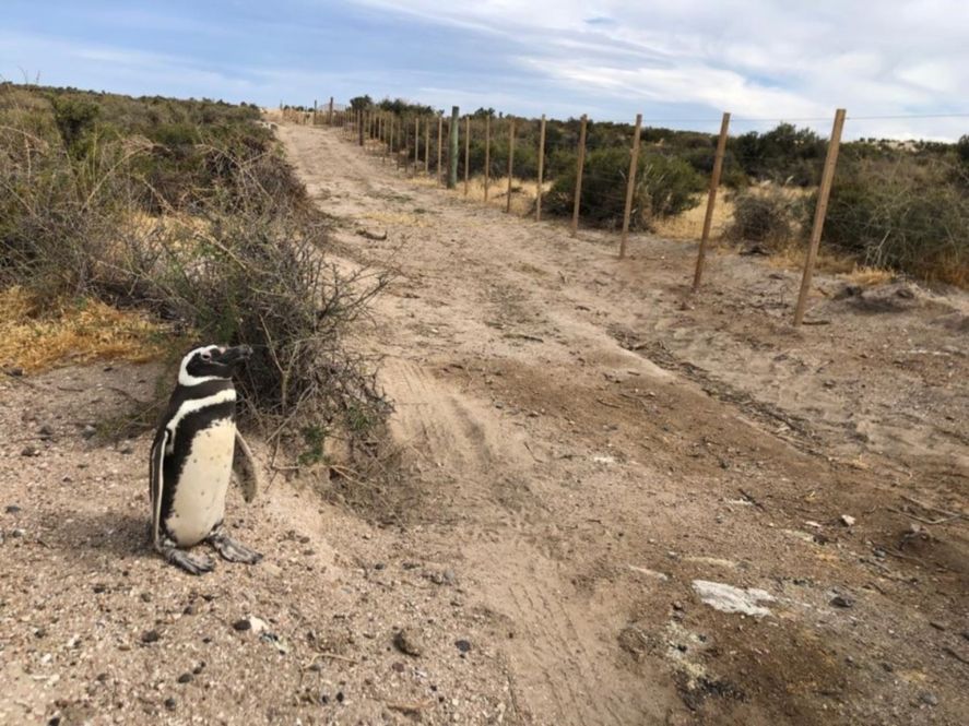 Los pingüinos murieron aplastados y electrificados (Foto: Diario Jornada)
