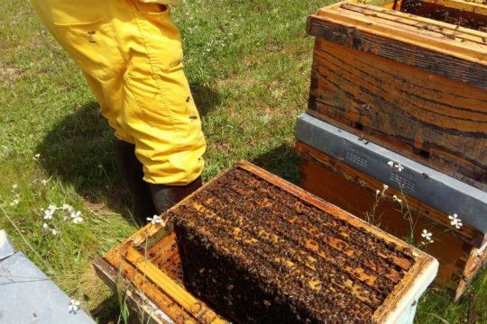 apicultores indignados: murieron miles de abejas luego de ser fumigadas con agroquimicos