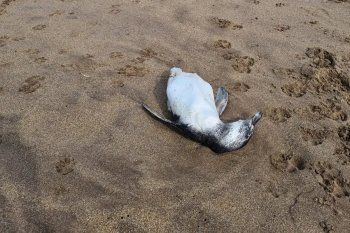 Crece la preocupación en Mar del Plata por decenas de pingüinos muertos.