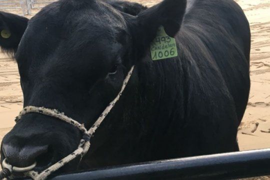 un toro que ya es campeon: mbappe, fue el primero en llegar a la exposicion rural de palermo