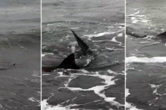 video: asi se veian en la orilla los tres tiburones que sembraron terror en una playa de monte hermoso