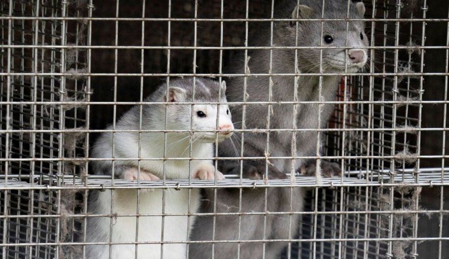 El parlamento danés deberá aprobar una ley si quiere que continúe la matanza de ejemplares 