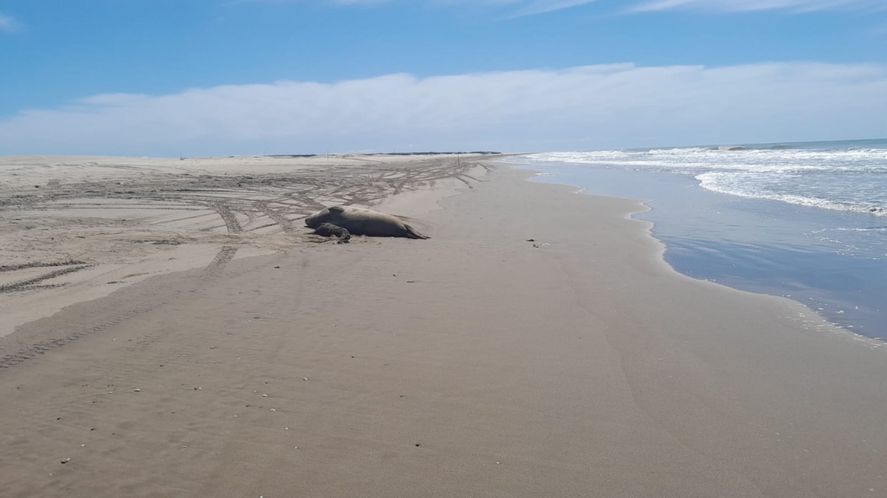 Este fin de semana nacieron elefantes marinos en playas de la provincia de Buenos Aires.