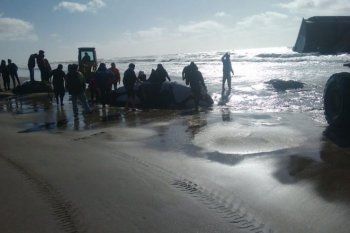 una orca encallo en el partido de la costa y biologos de mundo marino lograron salvarla