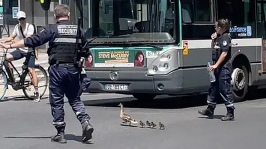 Policías de París detienen el tránsito por una pata y sus patitos